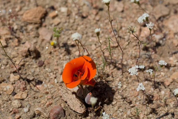 Φλεγόμενο Άνθος Πορτοκαλιάς Της Ερήμου Mariposa Lily Calochortus Kennedyi Liliaceae — Φωτογραφία Αρχείου