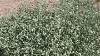 Beyazlar içinde çiçek açan Raceme İnce Yaprak Kum Kağıdı, Petalonyx Thurberi, Loasaceae, 29 Palmiye, Güney Mojave Çölü, Bahar Çölü 'nün sınırlarında uzun ömürlü yerli çalılar..