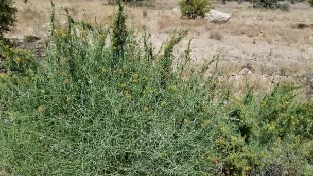 Doldenblütenstände Gelbtönen Von Utah Vine Milkweed Funastrum Utahense Apocynaceae Einheimischen — Stockvideo