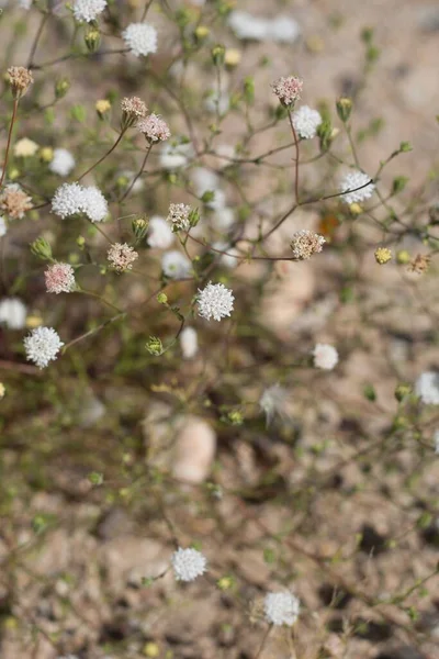 Глава Приток Білого Цвіту Пебл Пінкушион Chaenactis Carphoclenia Asteraceae Herbaceous — стокове фото