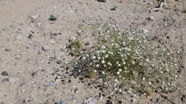 Pebble Pincushion, Chaenactis Carphoclinia, Asteraceae 'da baş kızılötesi çiçekleri, Twentynine Palms, Southern Mojave Desert, Spring time.