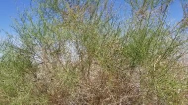 Cheesebush, Ambrosia Salsola, Asteraceae gibi doğrusal yapraklar, Twentynine Palms, Southern Mojave Desert, Spring Time.