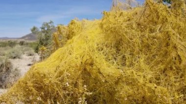 Çöl Dodder, Cuscuta Denticulata, Convolvulaceae, Twentynine Palms, Southern Mojave Desert, Spring time 'in kenarlarındaki yerli otçul parazit yıllık bitki..