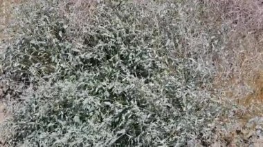 Çöl Croton, C. Californicus, Euphorbiaceae 'den, Joshua Tree City, Güney Mojave Çölü' nün kıyısındaki uzun ömürlü alt çalılıktan küçük yeşil ırk infloresanları çiçek açar..