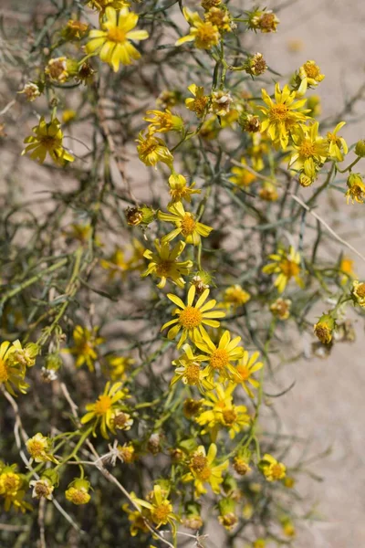 Head Inflorescences Yellow Blossom Threadleaf Ragwort Senecio Flaccidus Asteraceae Native — Stock Photo, Image