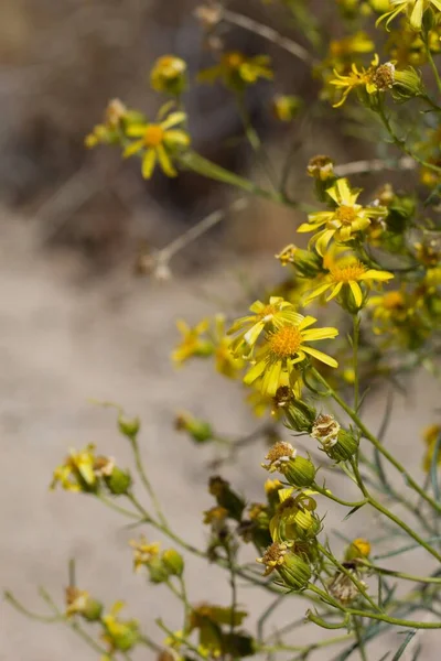 Head Inflorescences Yellow Blossom Threadleaf Ragwort Senecio Flaccidus Asteraceae Native — Stock Photo, Image