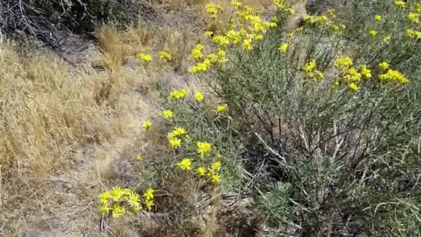 Sárga Virágzatú Fejvirágok Threadleaf Ragwort Senecio Flaccidus Asteraceae Őshonos Évelő — Stock videók