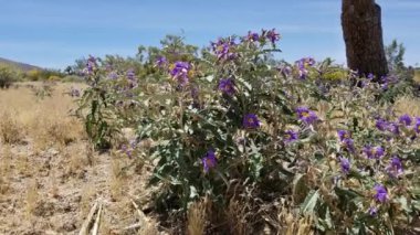 Gümüş Yaprak İtüzümü, Solanum Elaeagnifolium, Solanaceae 'den gelen mor çiçek açan kızılötesi kızılötesi ışınlar gibi. Joshua Ağaç Şehri, Güney Mojave Çölü, İlkbahar.