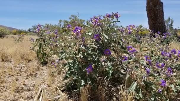 Raceme Como Inflorescências Florescentes Roxas Abertas Silverleaf Nightshade Solanum Elaeagnifolium — Vídeo de Stock