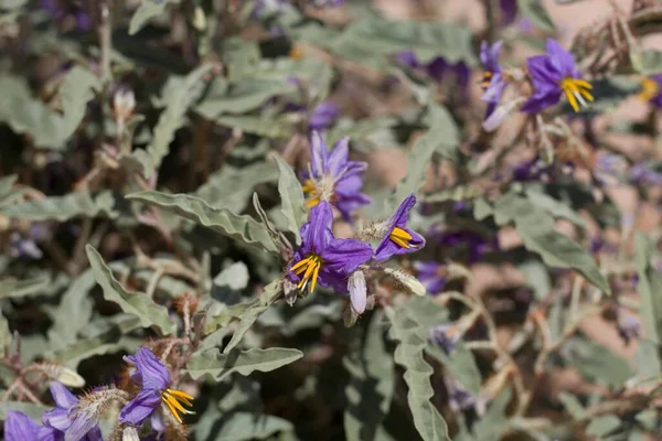 Raceme Purple Blooming Inflorescences Open Silverleaf Nightshade Solanum Elaeagnifolium Solanaceae — Stock Photo, Image