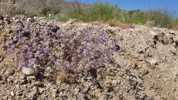 Cabeza Como Inflorescencias Florecientes Color Azul Que Surgen Desert Woolystar — Vídeos de Stock