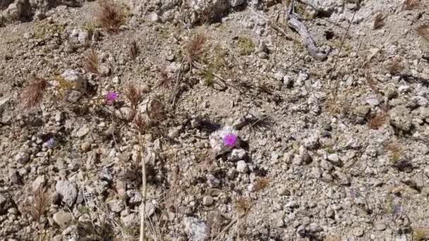 Trailing Windmills Allionia Incarnata Nyctaginaceae Joshua Tree Ulusal Parkı Güney — Stok video