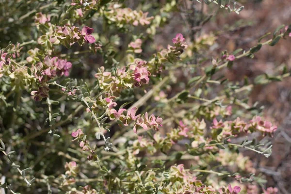 Brácteas Rojas Ricas Con Inflorescencias Minúsculas Pistilos Verdes Florecen Spiny — Foto de Stock