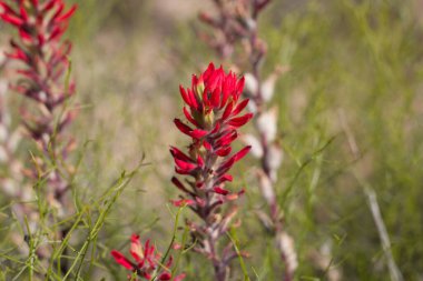Bright red spike inflorescences and bracts on Desert Paintbrush, Castilleja Chromosa, Orobanchaceae, native facultative root hemiparasitic hermaphroditic herbaceous perennial in Joshua Tree National Park, Southern Mojave Desert, Springtime. clipart
