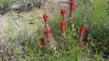 Çöl boyası fırçası, Castilleja Kromozası, Orobanchaceae, Joshua Tree Ulusal Parkı, Güney Mojave Çölü, Bahar Çölü, Güney Mojave Çölü 'nde uzun ömürlü doğal fakultatif kök hemiparazit hermafroditik bitki örtüsü..