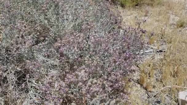 Stachelige Blütenstände Lila Blüten Auf Dyebush Psorothamnus Emoryi Fabaceae Einem — Stockvideo