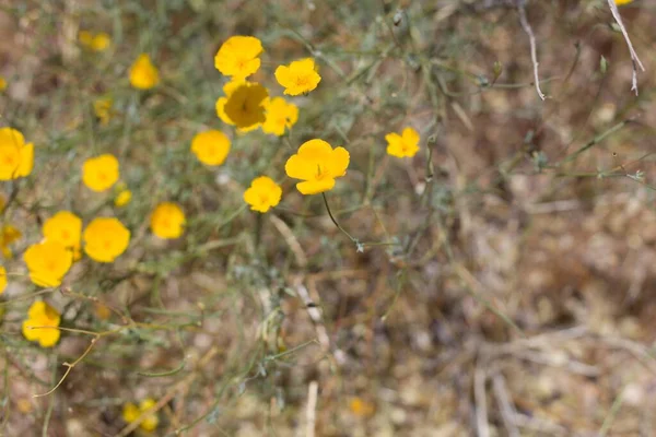 Inflorescencias Cimas Amarillas Que Florecen Amapola Parroquial Eschscholzia Parishii Papaveraceae — Foto de Stock