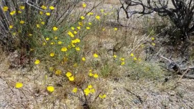 Parish Poppy, Escholzia Parishii, Papaveraceae, Joshua Tree Ulusal Parkı, Güney Mojave Çölü 'nde her yıl yetişen doğal hermafroditik bitki örtüsü..