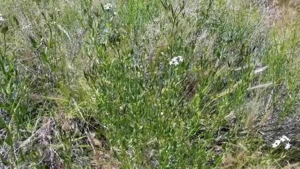 Blühende Cyme Blütenstände Aus Weiß Stammen Von Wooly Bluestar Amsonia — Stockvideo