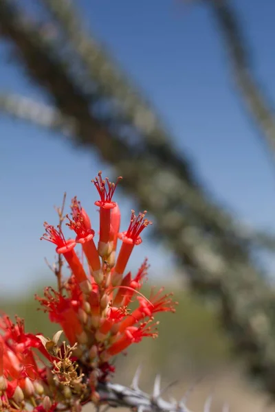 Leuchtend Rot Blühende Rispenblüten Von Ocotillo Fouquieria Splendens Fouquieriaceae Heimischem — Stockfoto