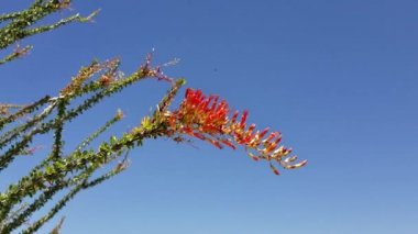 Parlak kırmızı çiçek açan Ocotillo, Fouquieria Splendens, Fouquieriaceae, yerli hermafroditik yaprak döken çalı Joshua Tree Ulusal Parkı, Colorado Çölü, İlkbahar.