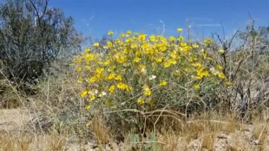 Kartonpiyer, Psilostrophe Cooperi, Asteraceae, Joshua Tree Ulusal Parkı, Colorado Çölü, İlkbahar Çölü 'ndeki yerli hermafroditik alt çalı baş kızılötesi çiçekleri..