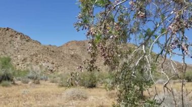 Ironwood Çölü, Olneya Tesota, Fabaceae, Colorado Çölü 'ndeki Joshua Tree Ulusal Parkı' ndaki yerli hermafroditik ağaç, Mor ırk infloresanları çiçek açar..