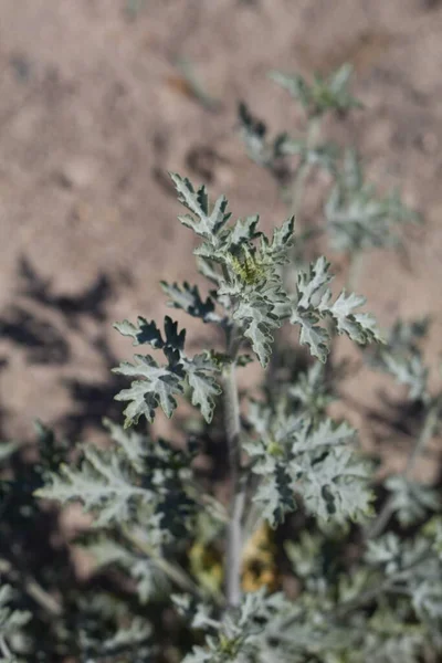 Zelené Deltát Laloky Listy Roční Kvasnice Ambrosia Acanthicarpa Asteraceae Původní — Stock fotografie