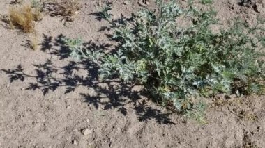 Yıllık Bursage yaprakları, Ambrosia Acanthicarpa, Asteraceae, Twentynine Palms, Southern Mojave Desert, Spring time 'in kenarlarında her yıl tek yumurta yetişen yerel bitkiler..