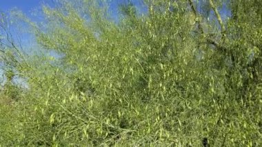 Blue Palo Verde 'nin, Parkinsonia Florida' nın, Fabaceae 'nin, Twentynine Palms, Southern Mojave Desert, Spring time' in kenarındaki yerli hermafrodit ağacının olgunlaşmamış yeşil, ahlaksız meyveleri..