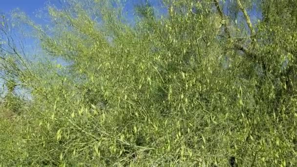 Éretlen Zöld Indehiscent Hüvelyes Gyümölcs Blue Palo Verde Parkinsonia Florida — Stock videók