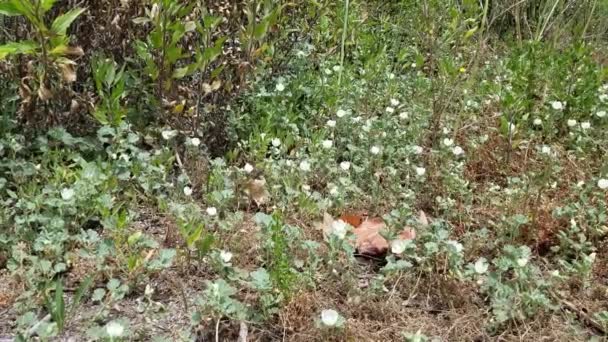 Perbungaan Axillary Bunga Putih Mekar Dari Alkali Mallow Malvella Leprosa — Stok Video