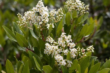 Toyon, Heteromeles Arbutifolia, Rosaceae, Ballona Tatlı Su Bataklığı 'ndaki yerli hermafroditik ahşap çalılık, Güney Kaliforniya Sahili, Yaz.