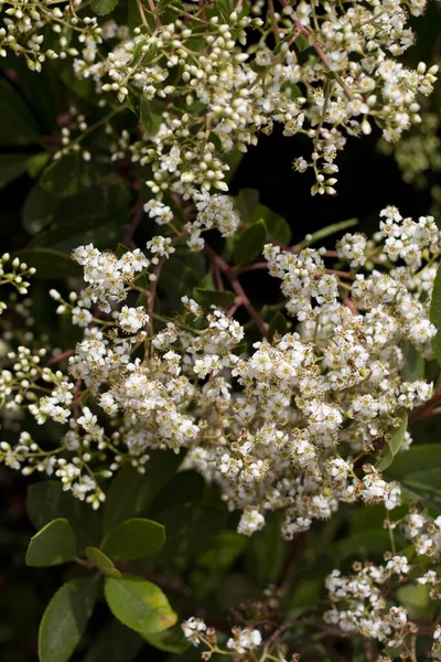 Inflorescences Toyon Heteromeles Arbutifolia Rosacées Arbuste Ligneux Hermaphrodite Indigène Feuilles — Photo