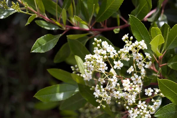 Weiße Blühende Rispenblüten Von Toyon Heteromeles Arbutifolia Rosaceae Heimischer Immergrüner — Stockfoto