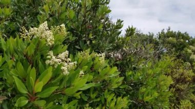Toyon, Heteromeles Arbutifolia, Rosaceae, Ballona Tatlı Su Bataklığı 'ndaki yerli hermafroditik ahşap çalılık, Güney Kaliforniya Sahili, Yaz.
