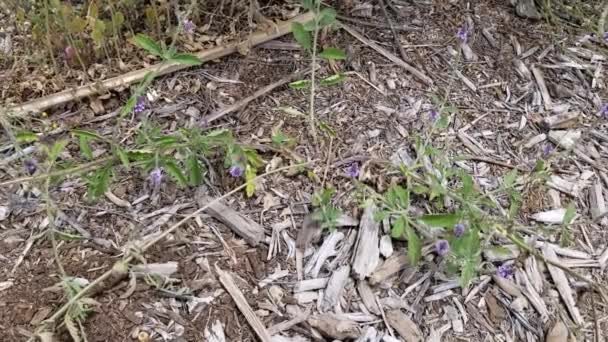 Spike Blütenstände Von Violetten Blüten Aus Western Vervain Verbena Lasiostachys — Stockvideo