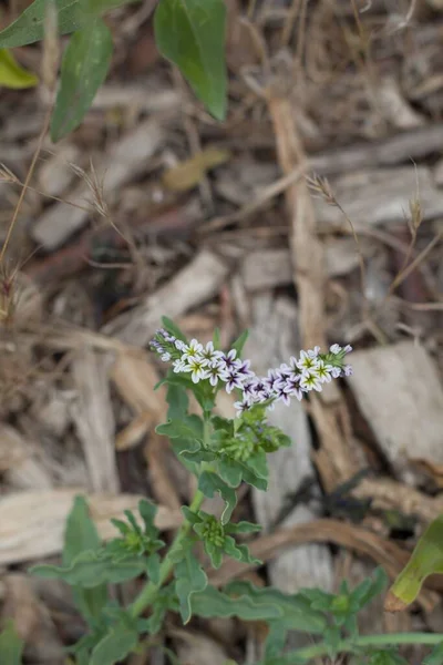 Florecientes Inflorescencias Cimas Escorpioides Tonos Blanco Púrpura Salt Heliotrope Heliotropium —  Fotos de Stock