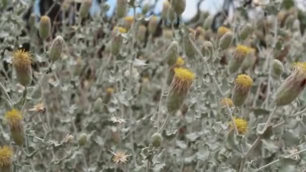 Gele Discoïde Kop Bloeiwijzen Bloeien Van Wollige Brickellbush Brickellia Incana — Stockvideo