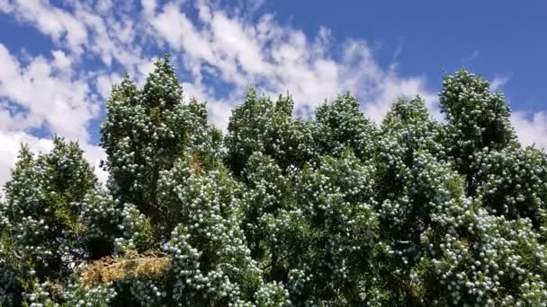 Blå Omogna Honfrökottar Kalifornisk Enbär Juniperus Californica Cupressaceae Inhemsk Tvåårig — Stockvideo