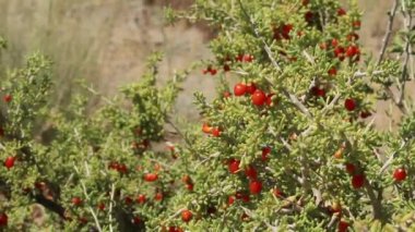 Anderson Thornbush, Lycium Andersonii, Solanaceae 'nin kırmızı olgun meyveleri, Joshua Tree Ulusal Parkı, Güney Mojave Çölü, Summer.