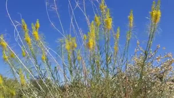 Κίτρινες Ταξιανθίες Ανθίζουν Στο Princes Plume Stanleya Pinnata Brassicaceae Ενδημικός — Αρχείο Βίντεο