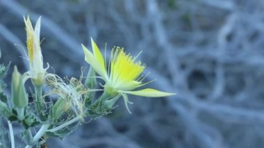 Dev Alev Yıldızı, Mentzelia Laevicaulis, Loasaceae, San Bernardino Dağları, Transvers Sıradağları, Summer 'ın uzun ömürlü doğal hermafroditik bitkisi..