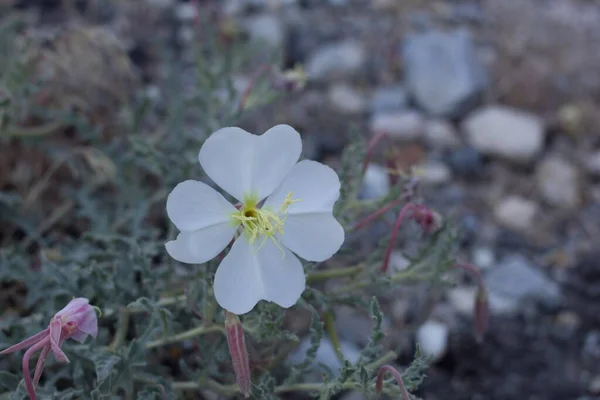 Blomstã Llningar Blommar Vitt Frã California Evening Primrose Oenothera Californica — Stockfoto