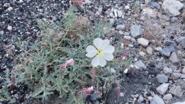 Aksiller, Kaliforniya 'daki Primrose, Oenothera Californica, Onagraceae, San Bernardino Dağları' ndaki hermafroditik bitki örtüsü, Transverse Sıradağları, Yaz mevsiminde beyazlar içinde çiçek açar..