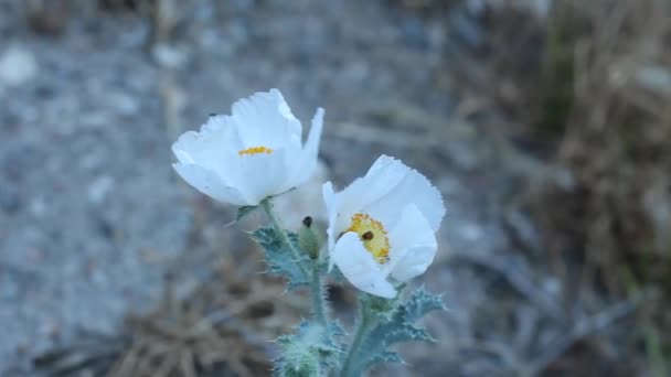 Bílé Kvetoucí Konečné Kvetoucí Květenství Chicalote Argemone Munita Papaveraceae Původní — Stock video