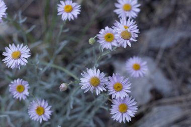 San Bernardino Dağları 'ndaki doğal hermafroditik bitki örtüsü olan Leafy Fleabane, Erigeron Foliosus, Asteraceae' nin sarı ve mor çiçekleri, Transverse Sıradağları, Summer.