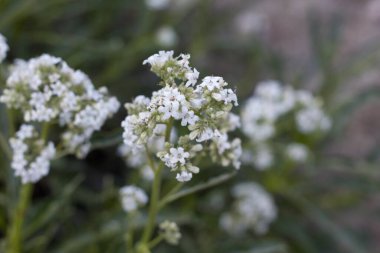 Kıllı Yerba Noel Baba, Eriodictyon Trichocalyx, Boraginaceae, San Bernardino Dağları 'ndaki yerli hermafroditik çalı, Enine Sıralar, Yaz.