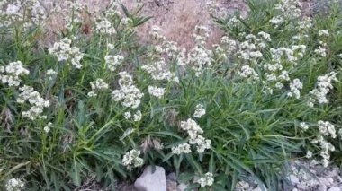 Kıllı Yerba Noel Baba, Eriodictyon Trichocalyx, Boraginaceae, San Bernardino Dağları 'ndaki yerli hermafroditik çalı, Enine Sıralar, Yaz.