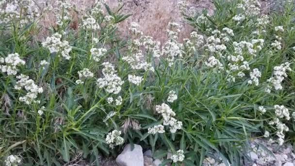 Weiße Blütenstände Endstadium Von Hairy Yerba Santa Eriodictyon Trichocalyx Boraginaceae — Stockvideo